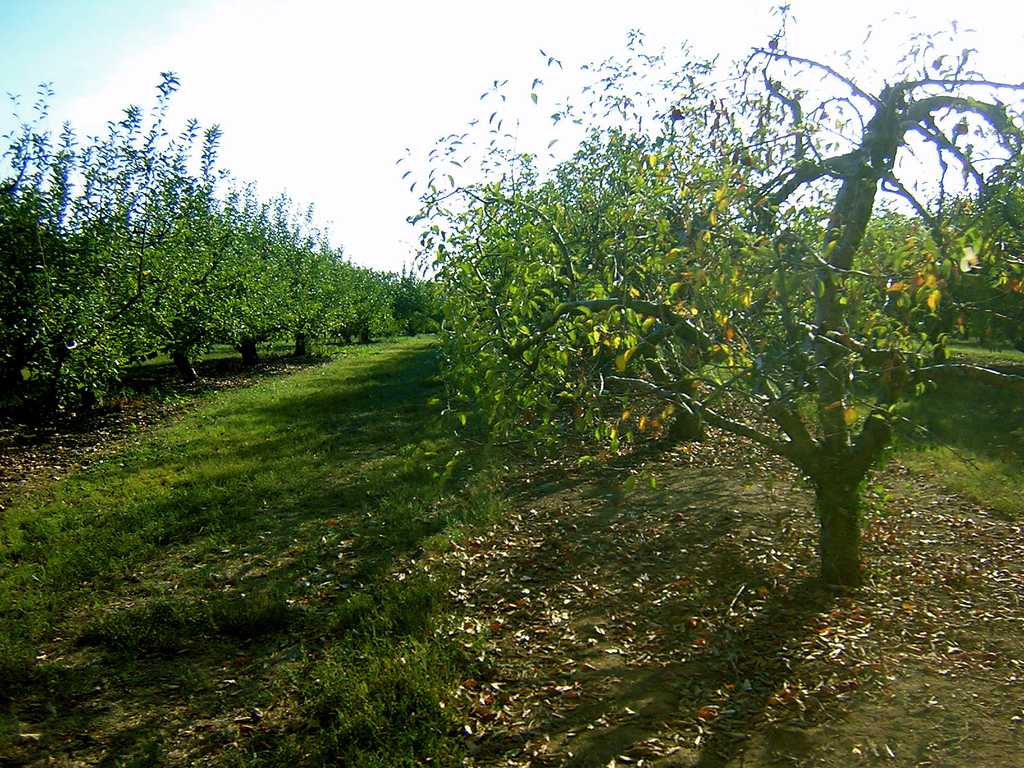 Image of apple trees in an apple orchard.