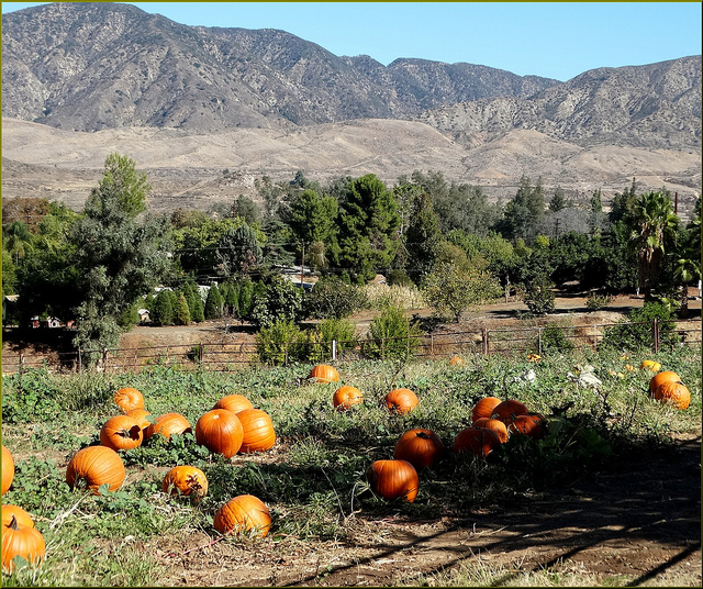 Image of pumpkins in field at Green Spot Farm in California.