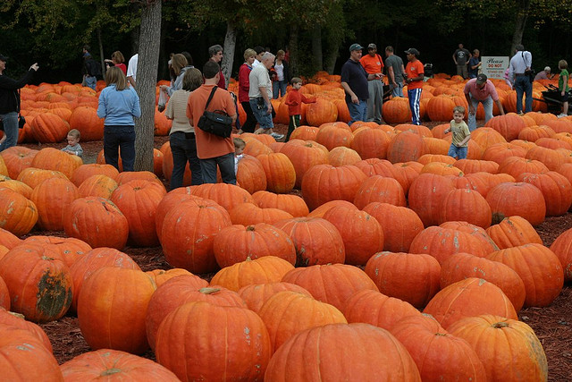 Image of pumpkins at Burts Farm one of Georgia's pumpkin patches.