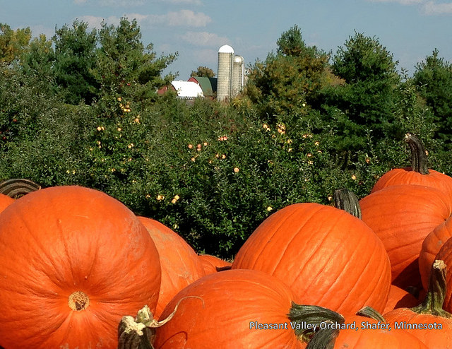 Image of pumpkins at Pleasant Valley Orchards.
