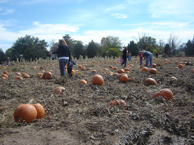 Image of pumpkins on Arizona farm in October.