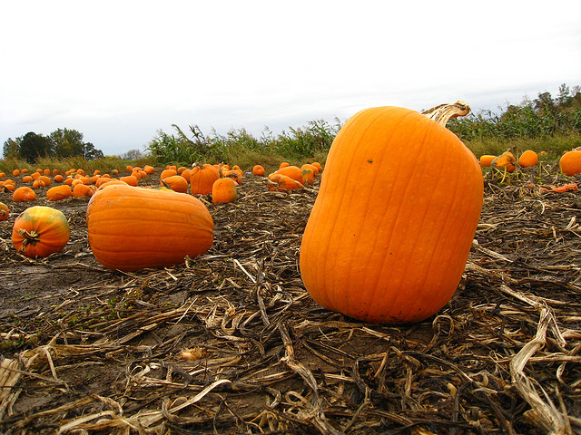 Image of pumpkin in Oregon pumpkin patch.