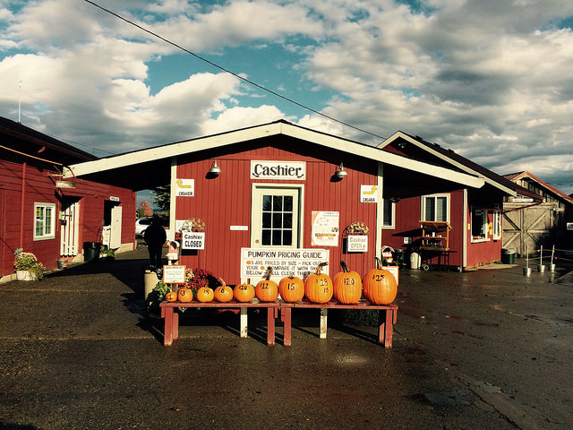 Image of pumpkins at Craven Farm in Snohomish, Washington.