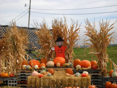 Image of pumpkins and scarecrow at Gritt's Farm.