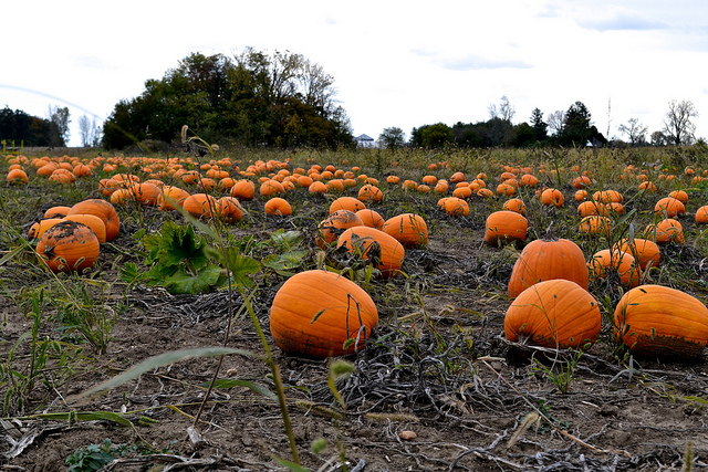 Image of pumpkins at a popular Indiana pumpkin patch this fall.