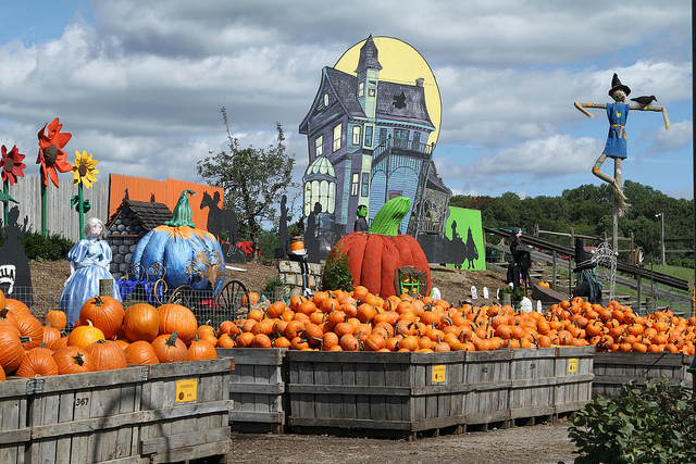 Image of pumpkins at Linvilla Orchards near Philadelphia.