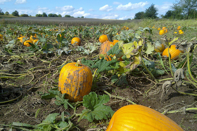 Image of pumpkins on Missouri farm.