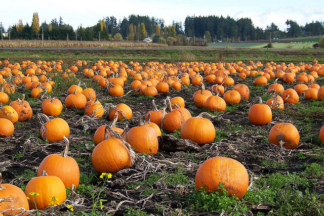 Image of hundreds of pumpkins in a pumpkin patch.