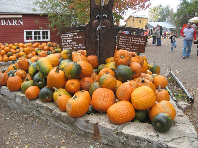 Image of pumpkins at Vala's Pumpkin Patch in Nebraska.