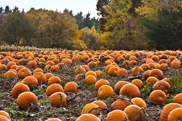 Image of hundreds of pumpkins in a pumpkin patch.