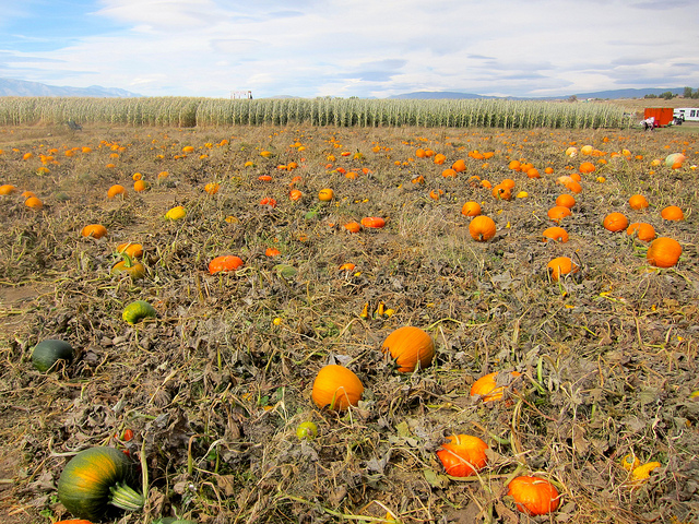 Image of pumpkins in a Nevada pumpkin patch.