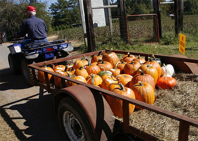 Image of pumpkins on hayrack at Old Baker Farm in Alabama.