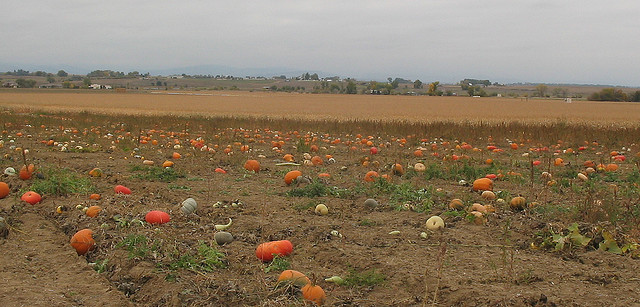 Image of pumpkins in the field at Anderson Farms in Colorado.