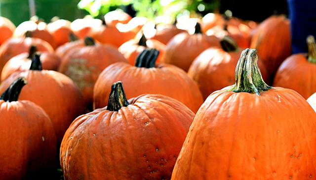 Field of pumpkin on Iowa farm in October.