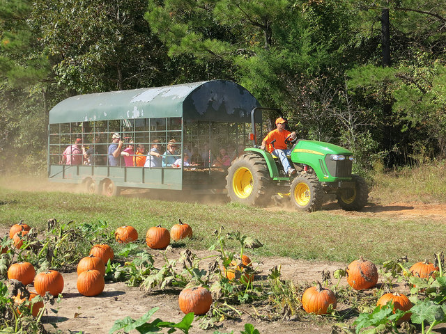 Image of pumpkin in Mississippi pumpkin patch.