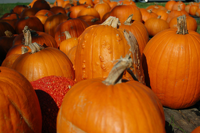 Image of pumpkin in Tennessee farm.