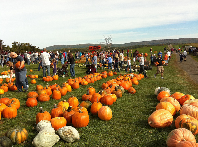 Image of pumpkins and fall festival at Sinkland Farms in Virginia.