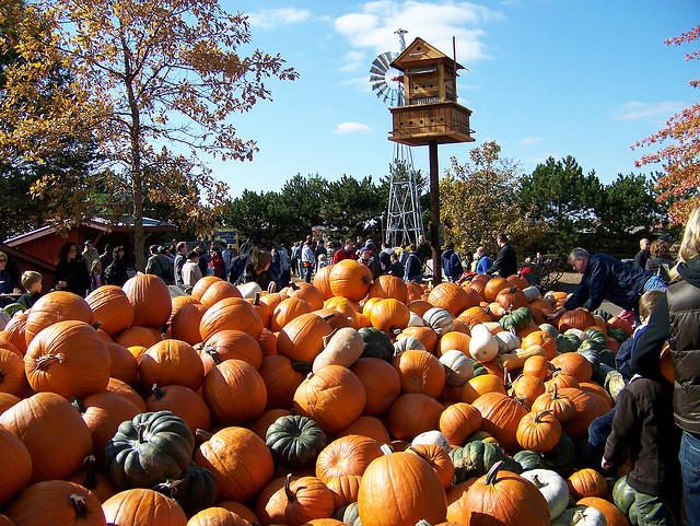 Image of pumpkins at Bengtson's, one of Illinois great pumpkin patches.