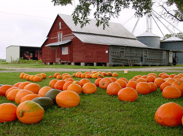 Image of pumpkins in front of barn on North Carolina farm.