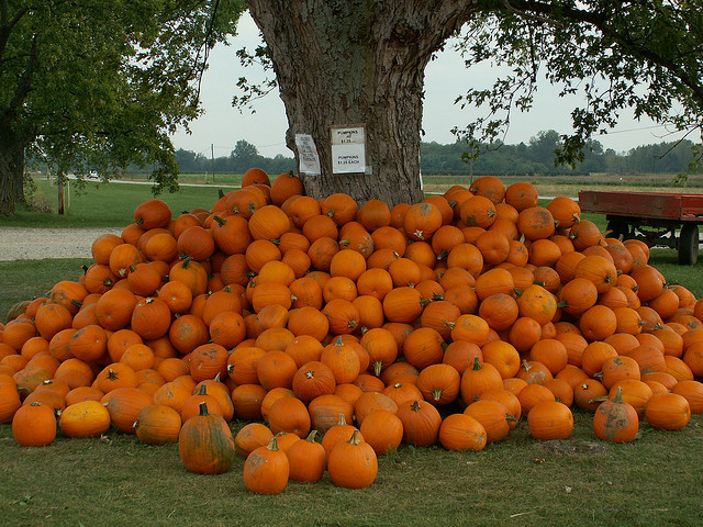 Image of Ohio pumpkins piled against a farm tree.