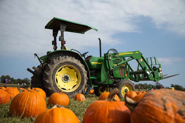 Image of pumpkins and tractor at Dewberry Farms.