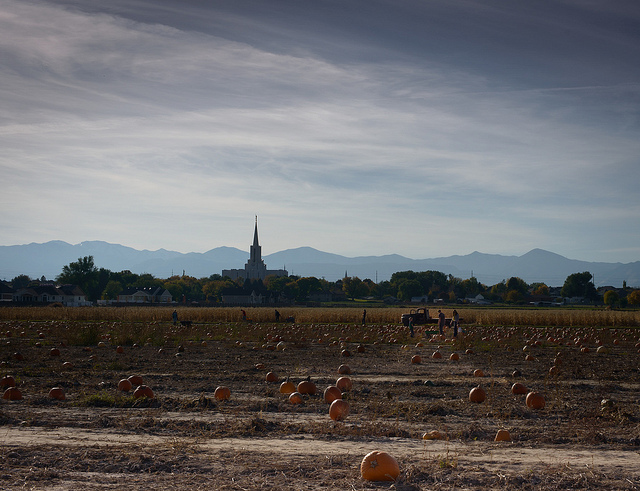 Image of large pumpkins in Utah Pumpkin Patch.