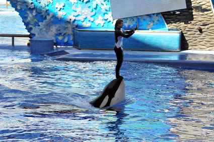 image of trainer and killer whale at sea world orlando.