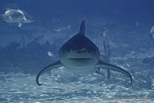 Image of shark in huge aquarium.