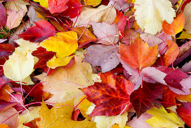 Image of fall leaves changing colors.