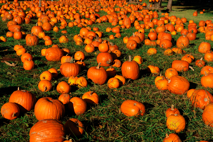 Image of a hundred pumkins at a farm.