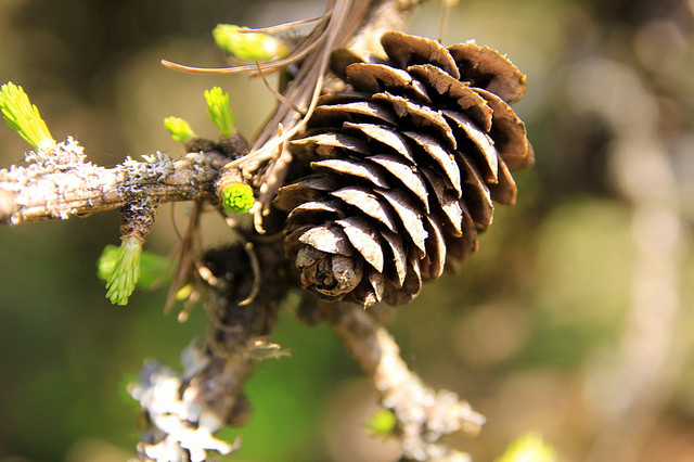 Image of pine cone at Pine Cone Festival in Blue Jay, CA.