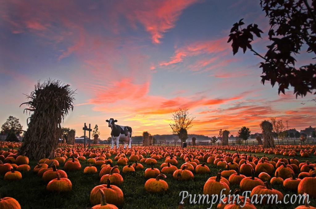 bengtsonspumpkinfarm