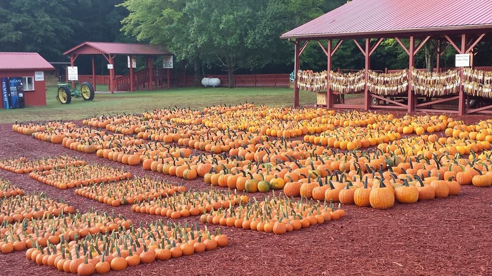 burtspumpkinfarm