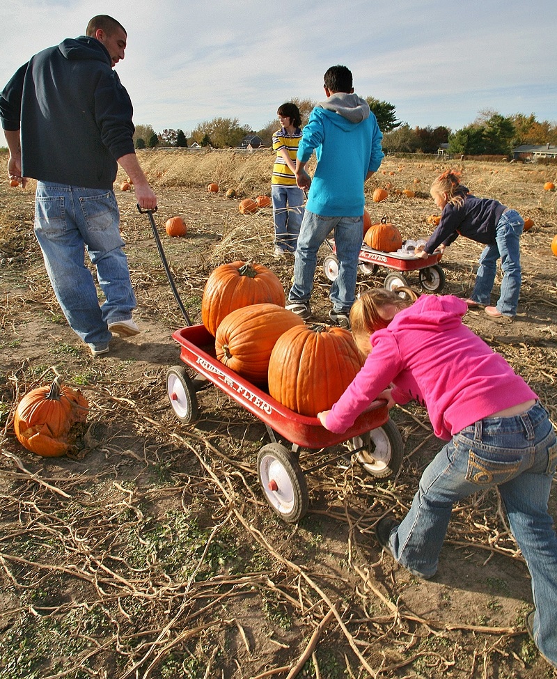 Curtis Orchard