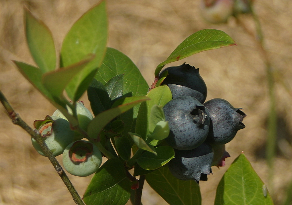 florida blueberries