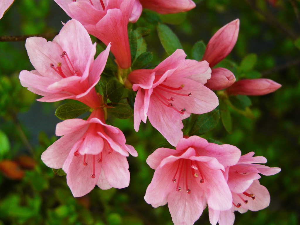 nc azaleas